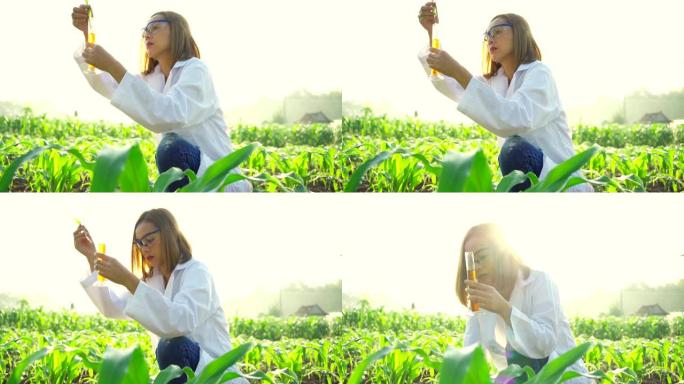 亚洲女农场主在玉米地用科学分析检查玉米叶和茎的完整性