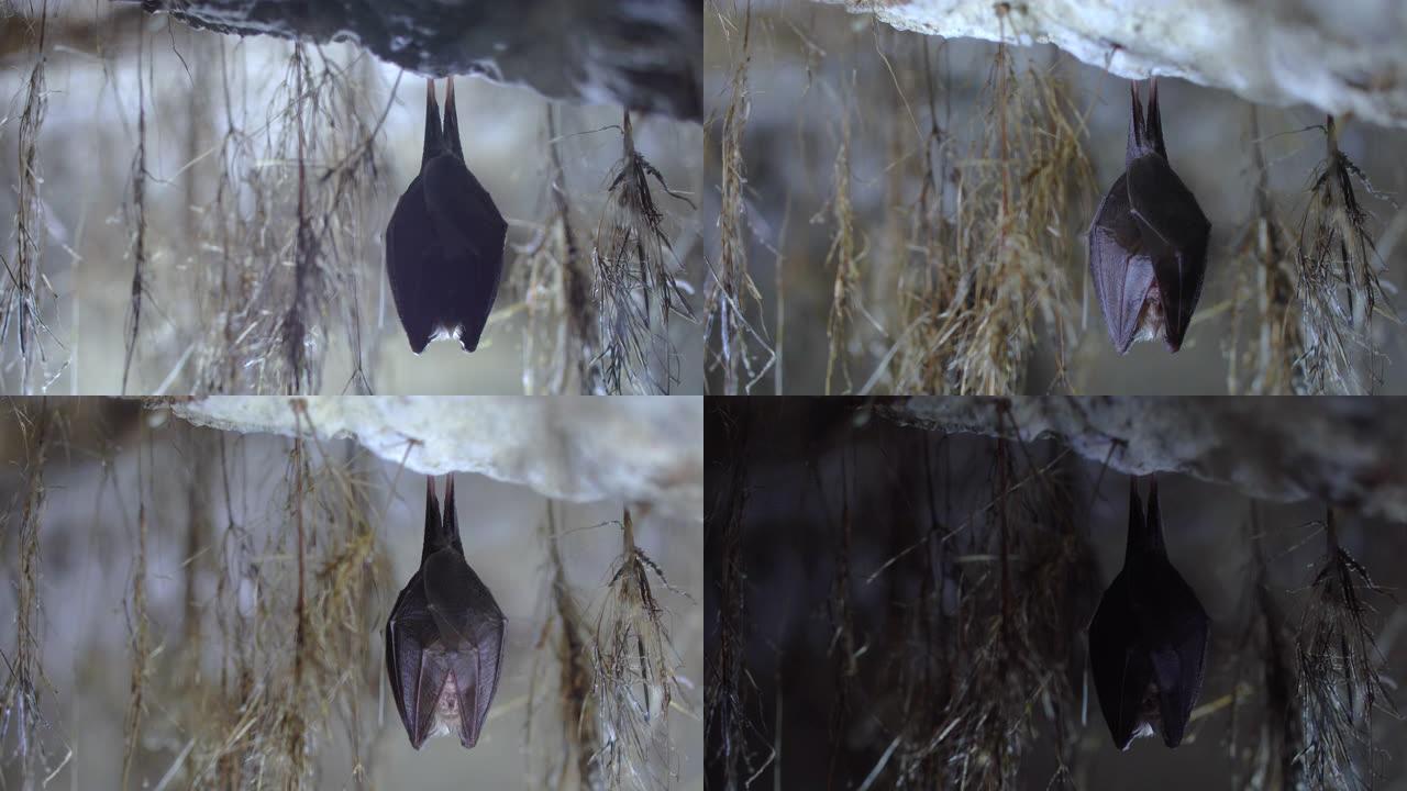 封闭被翅膀覆盖的小马蹄蝙蝠，在冬眠时倒挂在根部生长拱形地窖的顶部。创意野生动物。