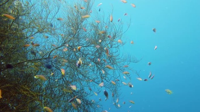 珊瑚礁的水下世界。菲律宾莱特