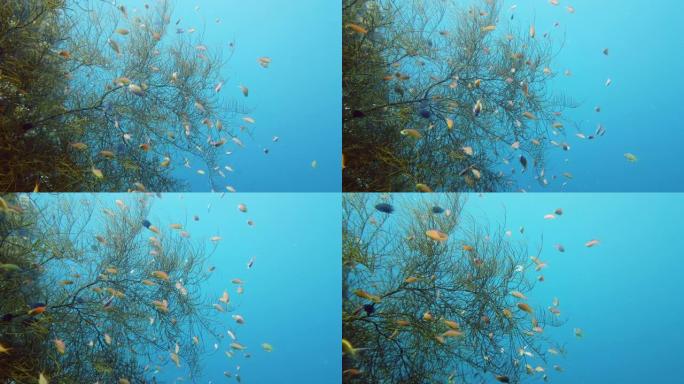 珊瑚礁的水下世界。菲律宾莱特