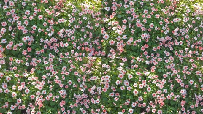 花园里可爱的凤仙花的镜头