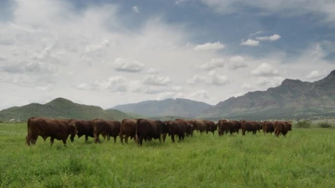 田野上的安格斯牛养牛场拍摄牛吃草自然景色