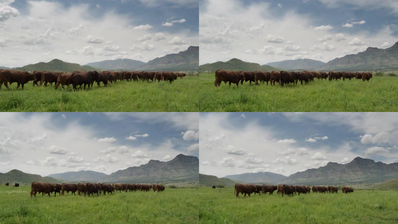 田野上的安格斯牛养牛场拍摄牛吃草自然景色