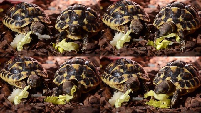 陆龟喂养生菜