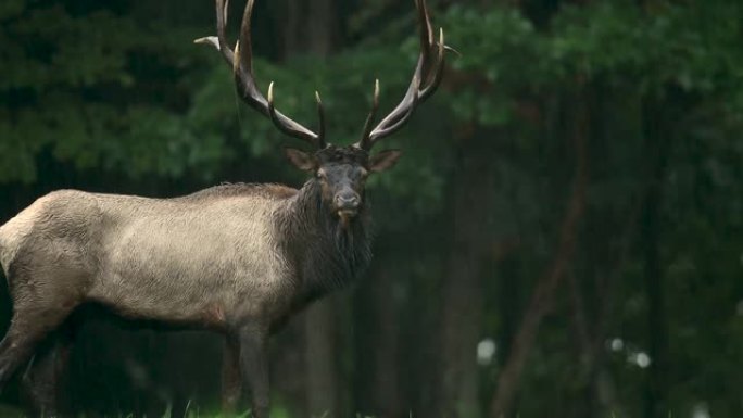 麋鹿视频剪辑保护动物野生麋鹿触角
