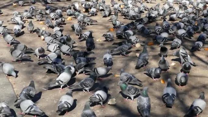 在冬季，公园里有数百只野鸽，