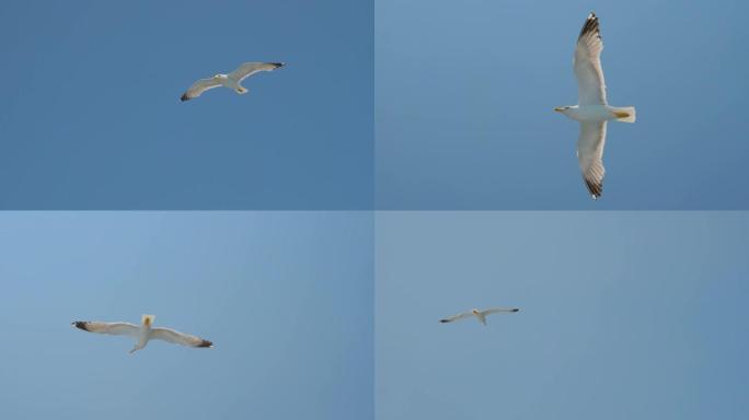 湛蓝天空中的海鸥。天空中的鸟。野鸟飞得很高。旅游概念。自由理念。生活在自然环境中的野生动物