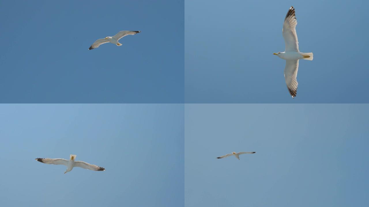 湛蓝天空中的海鸥。天空中的鸟。野鸟飞得很高。旅游概念。自由理念。生活在自然环境中的野生动物