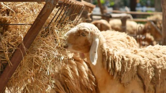 明亮新鲜的一天，乡村农场的绵羊。畜牧业和农业职业的概念