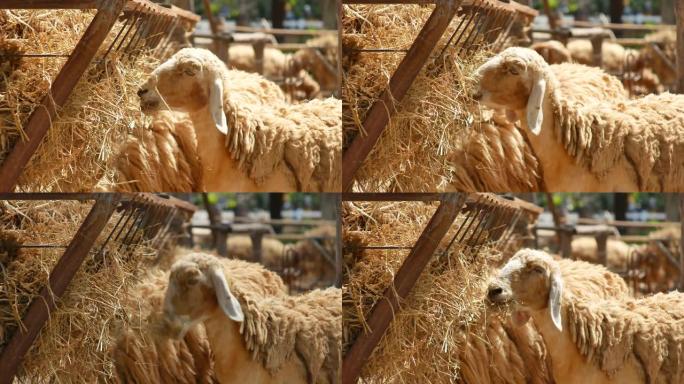 明亮新鲜的一天，乡村农场的绵羊。畜牧业和农业职业的概念