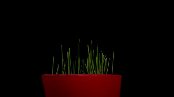 小花盆，绿草，生长的植物，发芽，春天的时间流逝，在黑色上分离