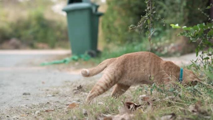 橙色虎斑猫跳进草地。