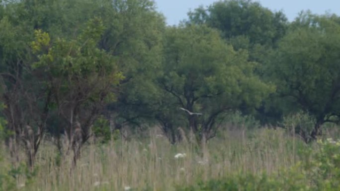 长耳鸮 (Asio otus) -兴安保护区，俄罗斯