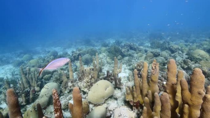 库拉索岛周围加勒比海珊瑚礁浅水中的海景，带有柱状珊瑚，可欣赏地表和阳光