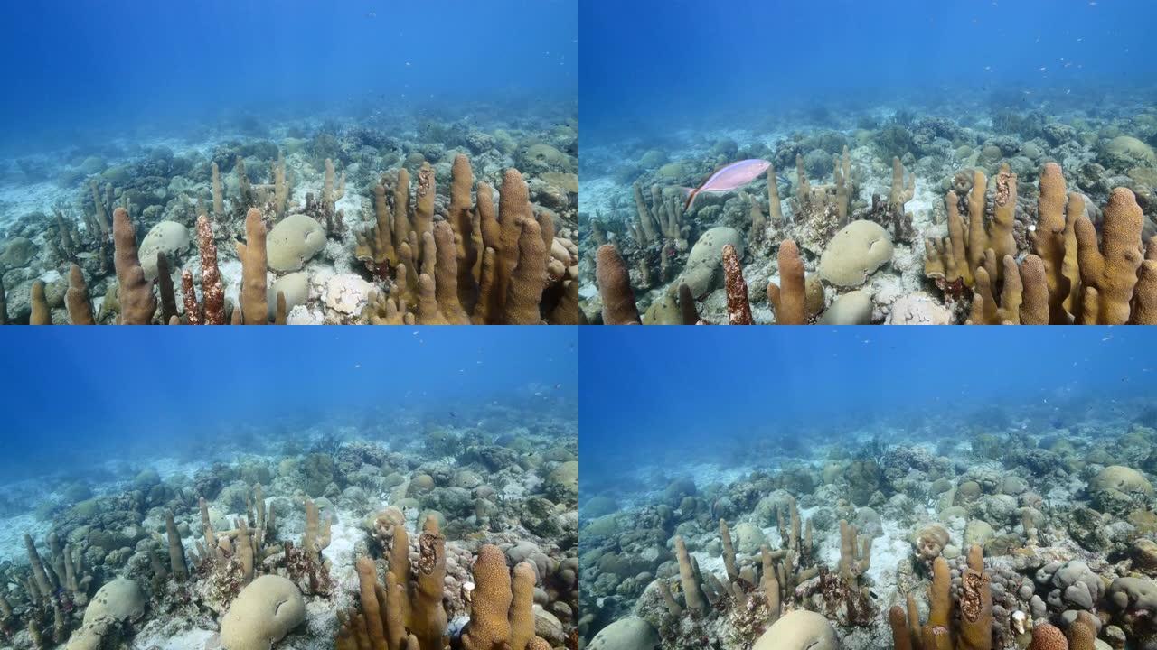 库拉索岛周围加勒比海珊瑚礁浅水中的海景，带有柱状珊瑚，可欣赏地表和阳光