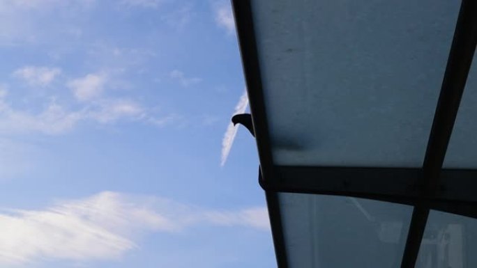 屋顶上的鸟屋顶上的鸟