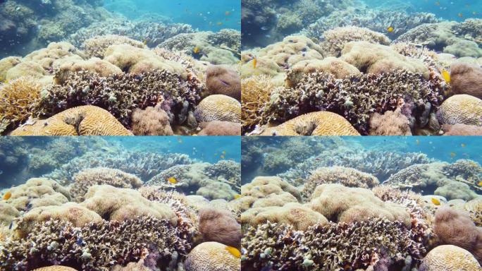 珊瑚礁的水下世界珊瑚礁海底世界海底小黄鱼
