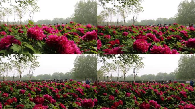 牡丹花 4K 洛阳牡丹