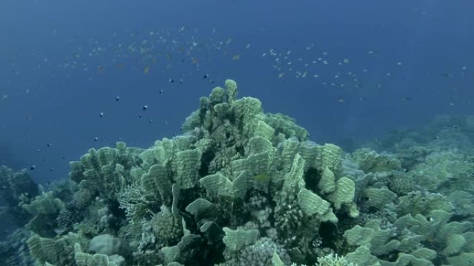 慢动作，水下热带珊瑚花园的生活，相机向前移动。热带彩色海景背景上的彩色海鱼。珊瑚花园海景中的热带鱼群