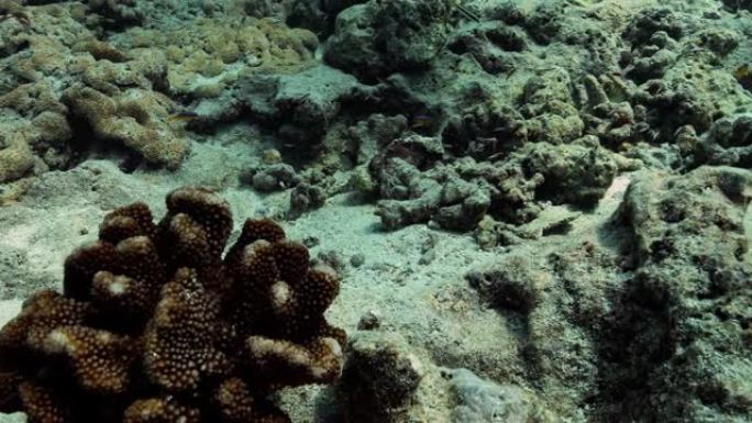 太平洋上的华丽创始人鱼。在珊瑚礁附近游动热带鱼的水下生活。在清澈的水中潜水。