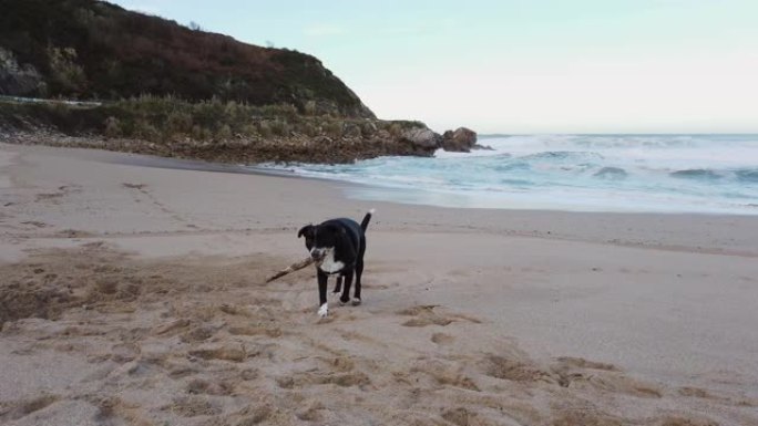 狗在沙滩上奔跑并随身携带木棍
