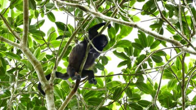 大吼猴停在树上的树枝上
