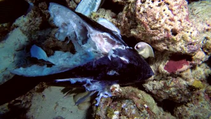 马尔代夫，印度洋，神仙鱼和海鳗正在吃扔进海里的金枪鱼头和其他渔业废弃物