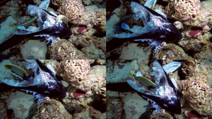 马尔代夫，印度洋，神仙鱼和海鳗正在吃扔进海里的金枪鱼头和其他渔业废弃物