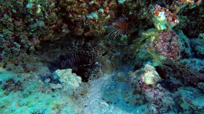 不同物种的狮子鱼隐藏在珊瑚下-印度洋，马尔代夫