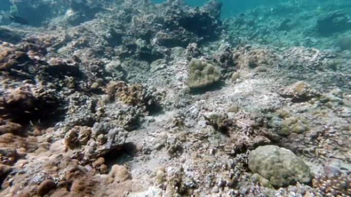 由于气候变化和污染，水下珊瑚礁因珊瑚漂白而紧张