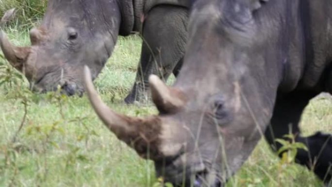 一对犀牛在纳库鲁湖国家公园的草地上吃草