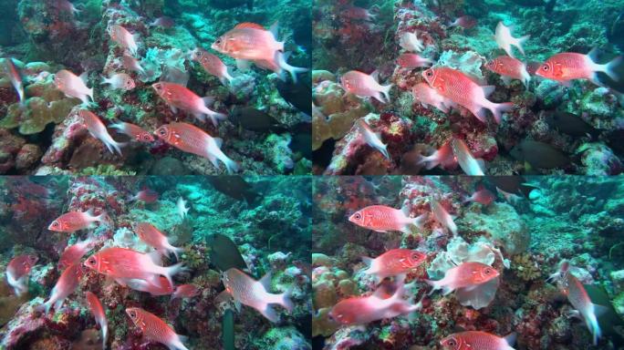 一群银斑松鼠鱼-尾斑马鱼在珊瑚礁附近游泳。印度洋，马尔代夫，亚洲