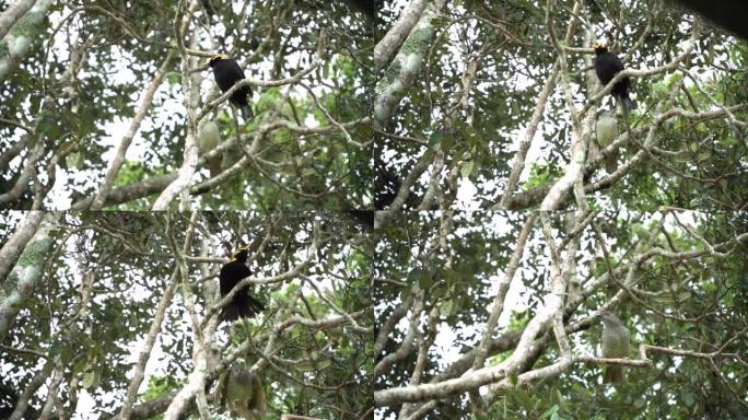 雄性和雌性摄政王Bowerbird栖息在树上美丽的早晨澳大利亚