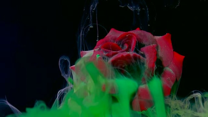 红玫瑰背景上的绿色水彩墨水在黑色背景上的水中。