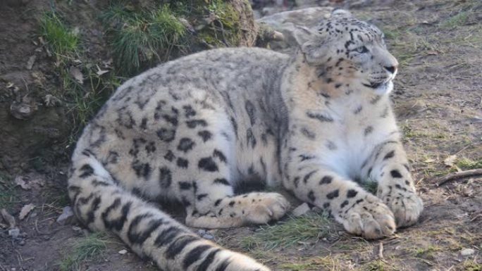 雪豹特写野生动物园豹子掠食者