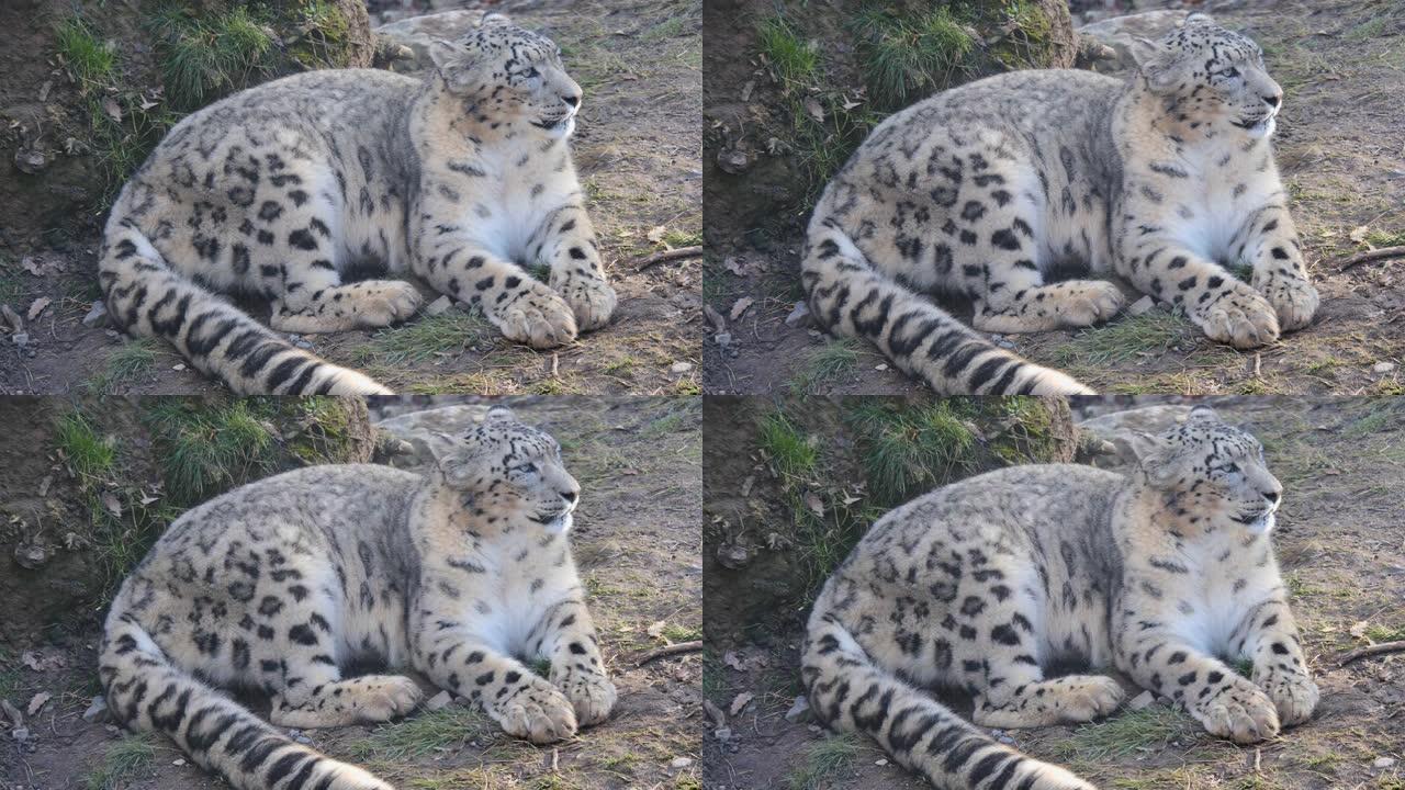 雪豹特写野生动物园豹子掠食者