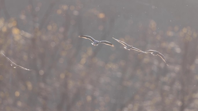 斑头雁煽动亮晶晶的翅膀飞行的慢动作视频