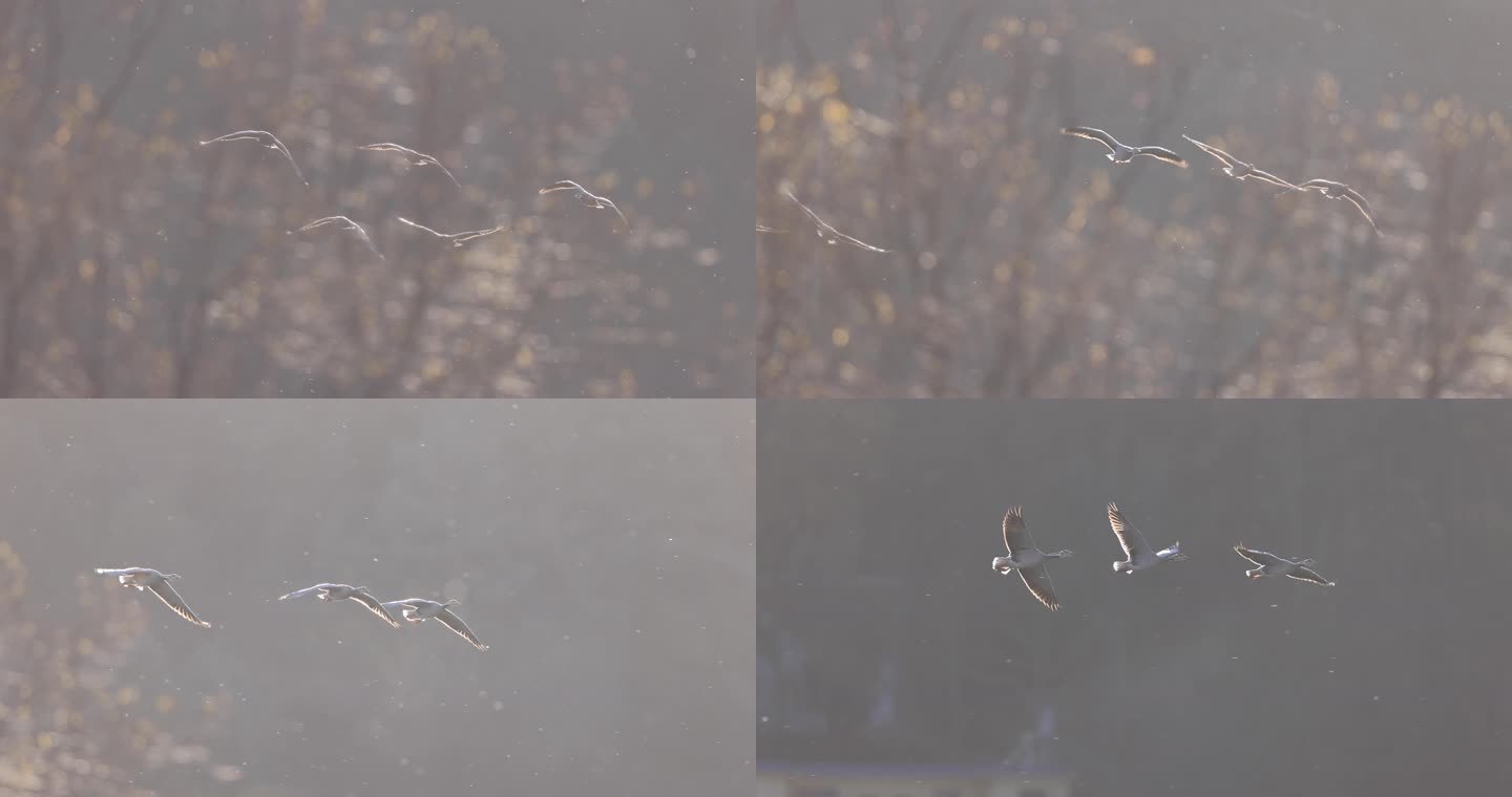 斑头雁煽动亮晶晶的翅膀飞行的慢动作视频