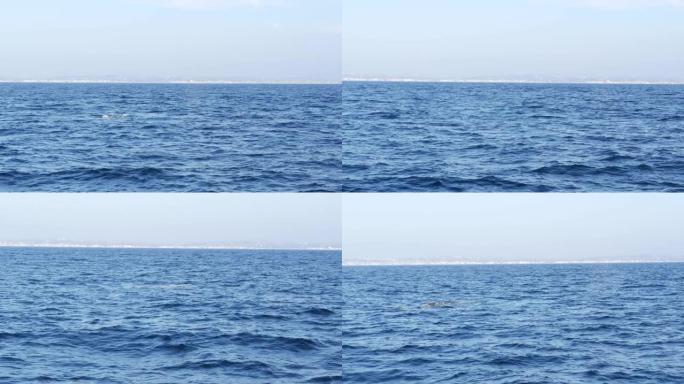 在美国加利福尼亚州的观鲸之旅中，从海洋中的灰鲸船看到海景。Eschrichtius robustus