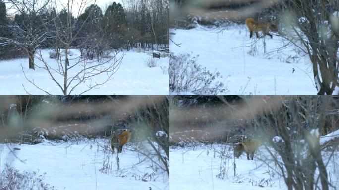 公共花园是北美冬季狩猎的红狐狸领地