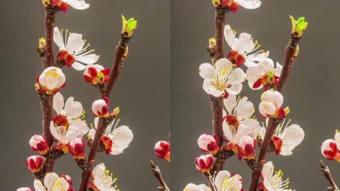 4k vertical timelapse of an Apricot Flower flower 