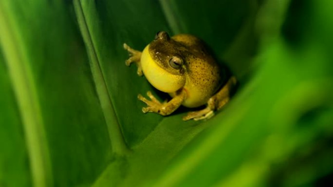 哥斯达黎加的树蛙树蛙在睡觉哥斯达黎加树蛙