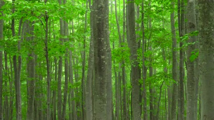 新鲜绿色山毛榉森林 | 缩小