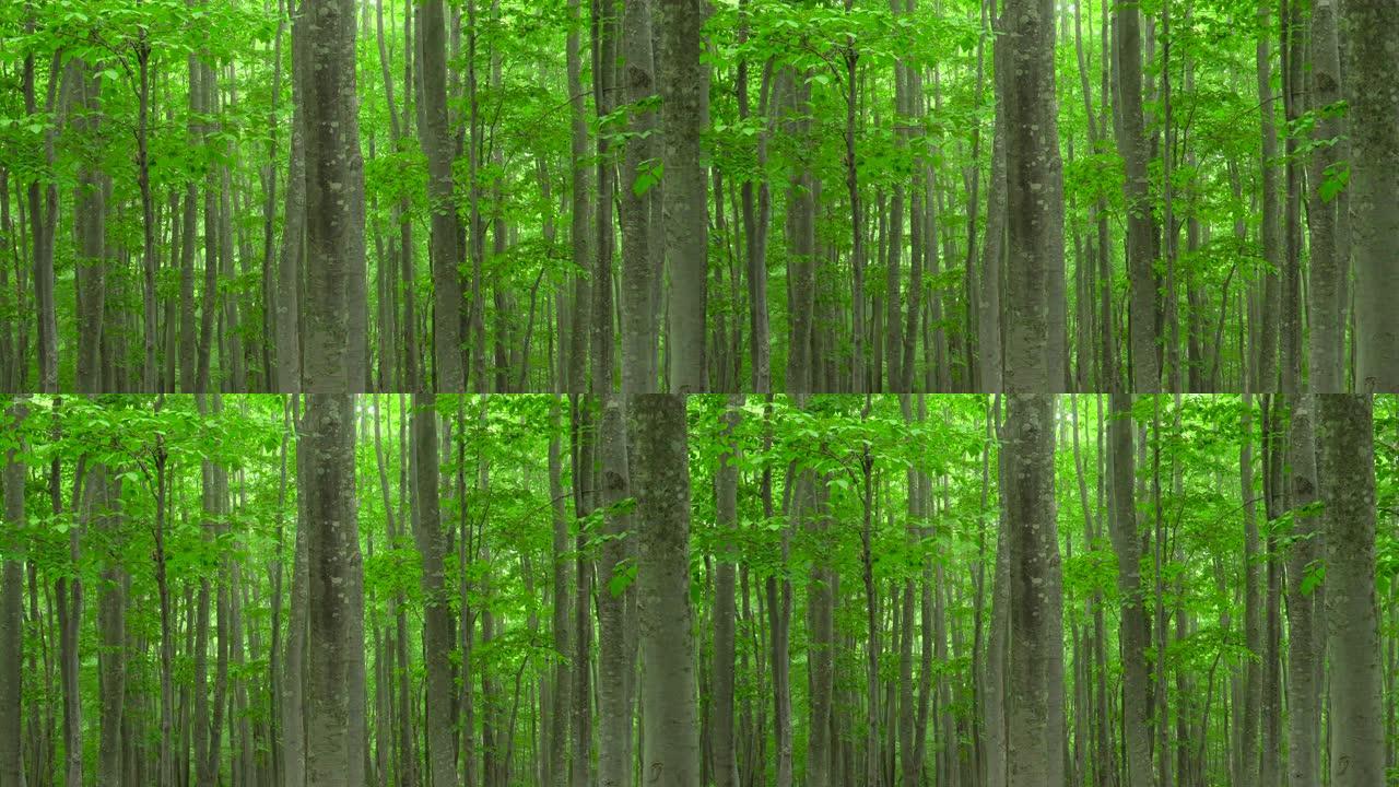 新鲜绿色山毛榉森林 | 缩小