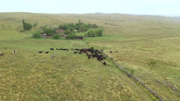 阿根廷高乔人和牛群返回牧场