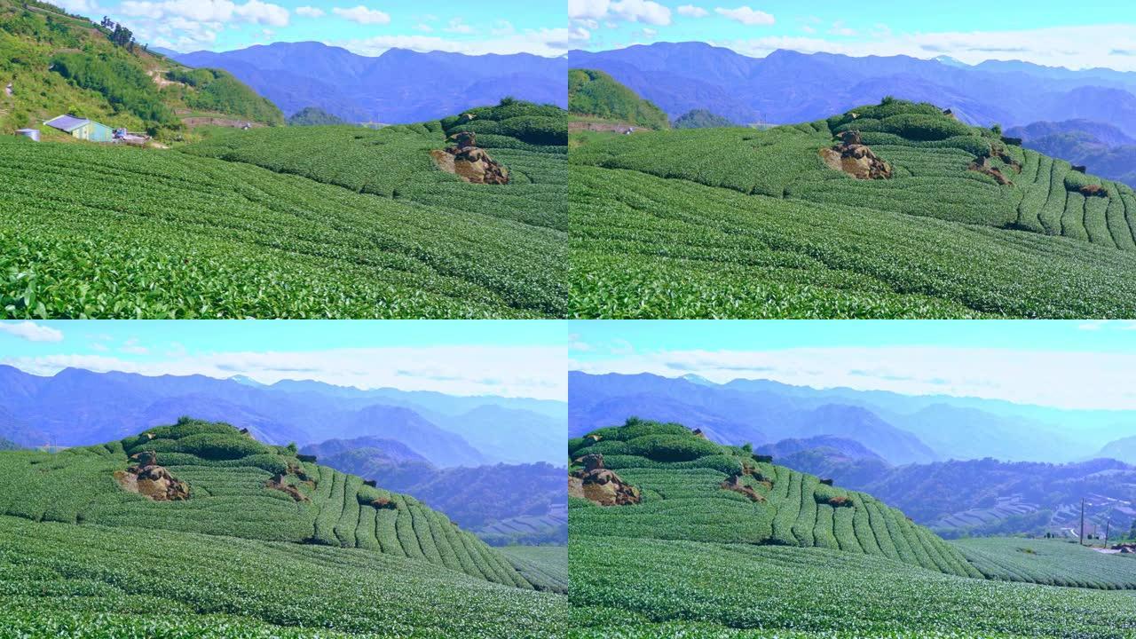 美丽的绿茶作物花园一排排蓝天云彩，为鲜茶产品背景设计理念