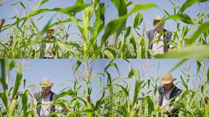 玉米田里的农民撕裂玉米。一位戴着草帽的老人走在玉米地上