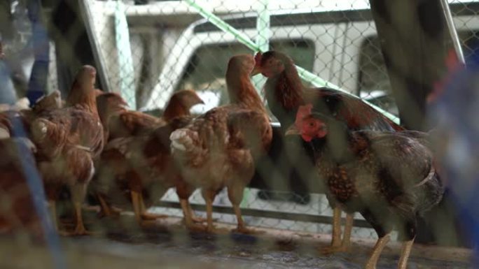 养鸡场家禽生产。马车里的笼鸡