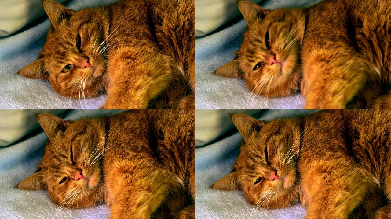 红发幼猫懒洋洋地睡在床上