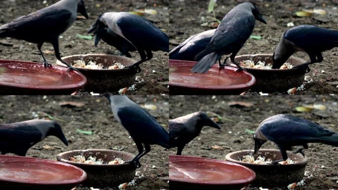 乌鸦吃食物